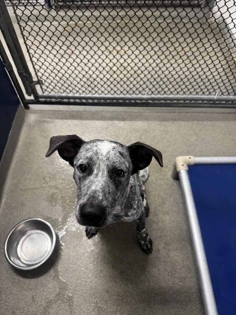 A young medium-sized male Cattle Dog dog named Boudreaux  months AVA for adoption in Sterling, MA