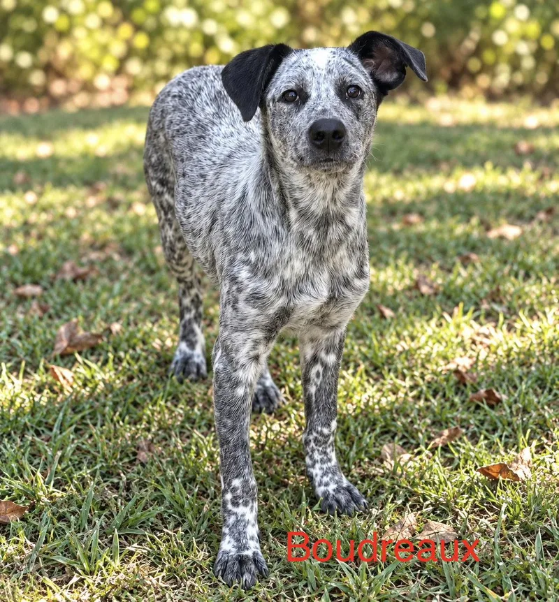 Boudreaux  months AVA thumbnail 2