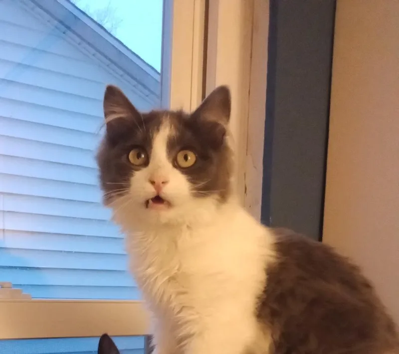 A baby small-sized male Black & White / Tuxedo Domestic Short Hair cat named Maths: Hypotenuse Part Of for adoption in Warren, CT