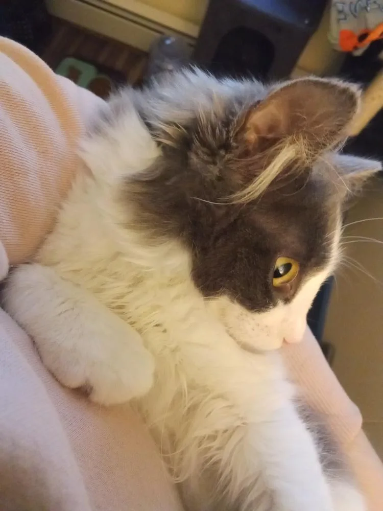 Maths: Hypotenuse Part Of thumbnail 5