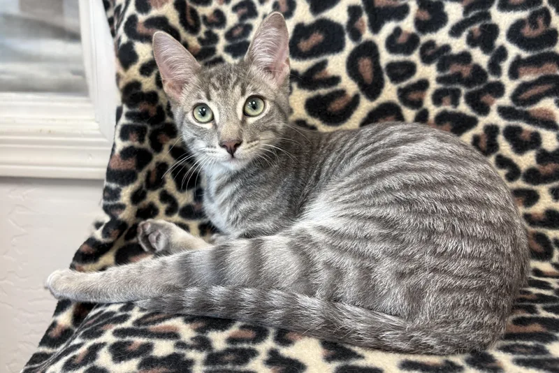 A baby small-sized male Domestic Short Hair cat named Oaky Oak for adoption in Fountain Hills, AZ