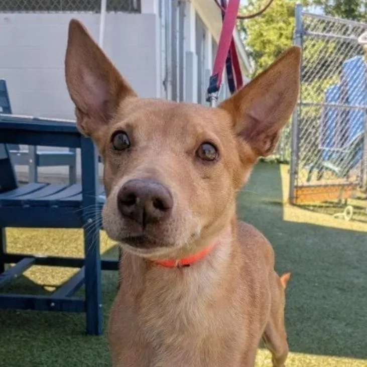 A senior medium-sized male Red / Chestnut / Orange Portuguese Podengo dog named Petu for adoption in Fall River, MA