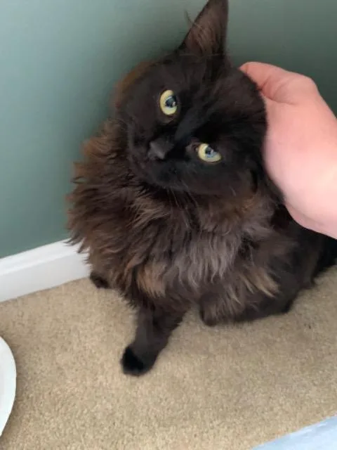 A baby medium-sized male Domestic Long Hair cat named Basil for adoption in Pawtucket, RI