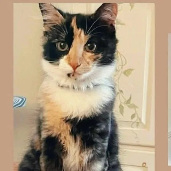 A baby medium-sized female Calico Domestic Short Hair cat named Good Golly Miss Molly for adoption in Richmond, VA