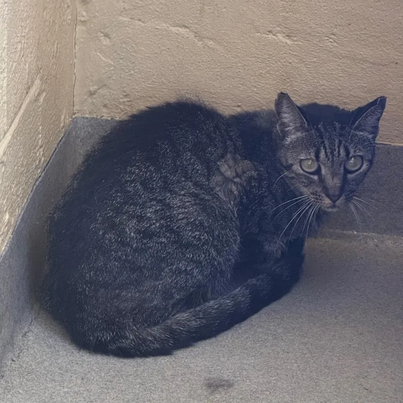 A senior medium-sized female Gray / Blue / Silver Domestic Short Hair cat named Lilo for adoption in West Palm Beach, FL