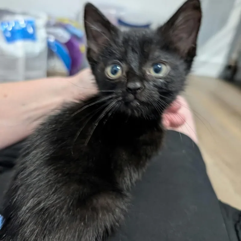 A baby small-sized female American Shorthair cat named Goblin for adoption in Spring Hill, KS