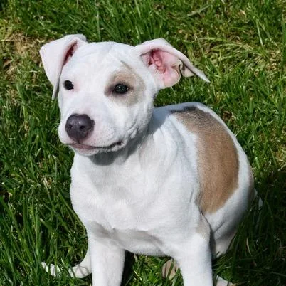 A baby medium-sized female White / Cream Terrier dog named Kingsley for adoption in Johnson City, TN