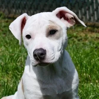 Kingsley thumbnail 3