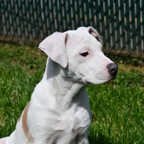 Kingsley thumbnail 4