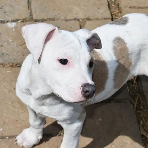 Kingsley thumbnail 5