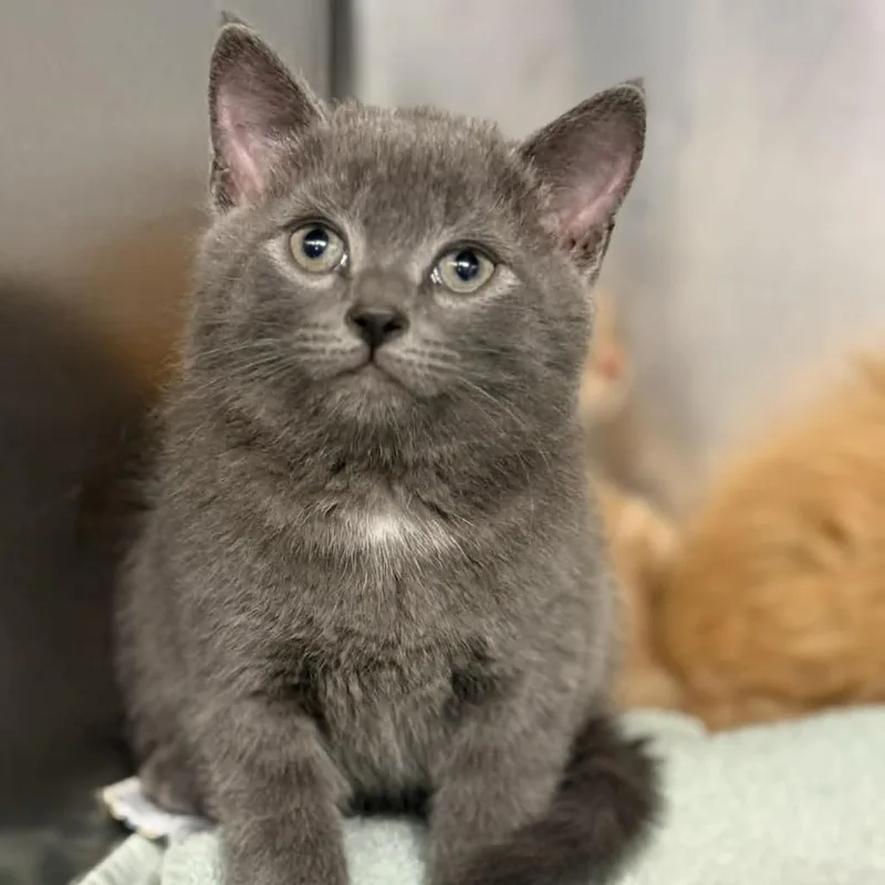 A baby small-sized male Gray / Blue / Silver Domestic Short Hair cat named Cinco for adoption in Martinsville, VA