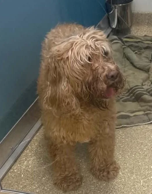 An adult small-sized male Apricot / Beige Goldendoodle dog named Charlie for adoption in Sunderland, MD