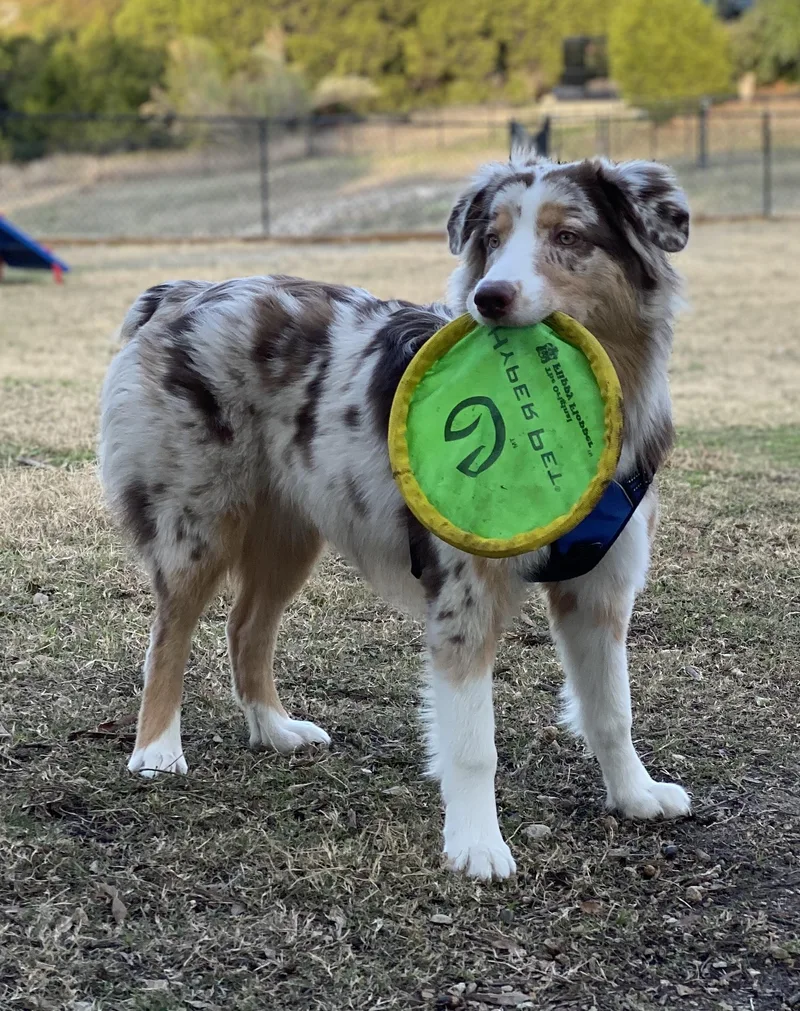 An adult medium-sized male Australian Shepherd dog named Cooper for adoption in Amherst, MA