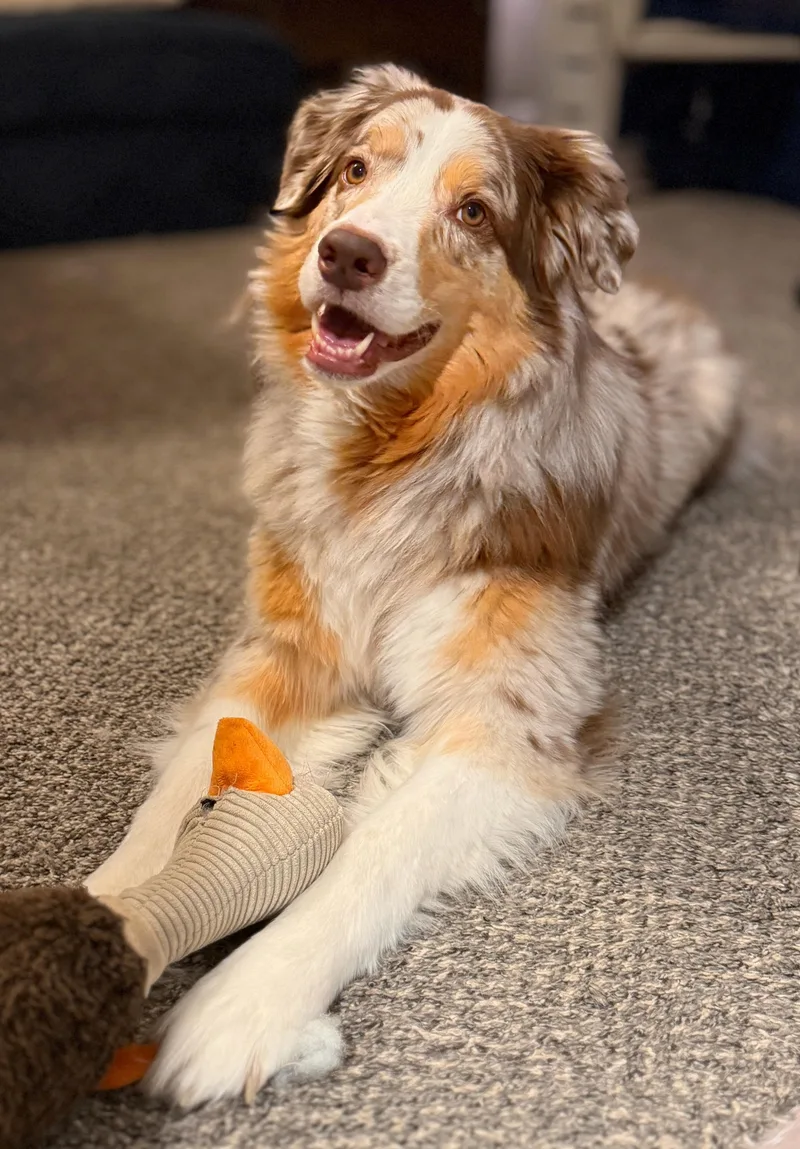 Cooper thumbnail 5