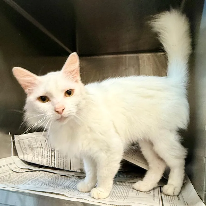 An adult medium-sized female White American Shorthair cat named Rya for adoption in Lufkin, TX