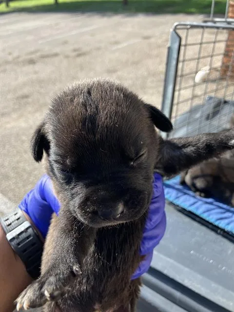 A baby medium-sized female Mixed Breed dog named Diamond for adoption in Dallas, TX