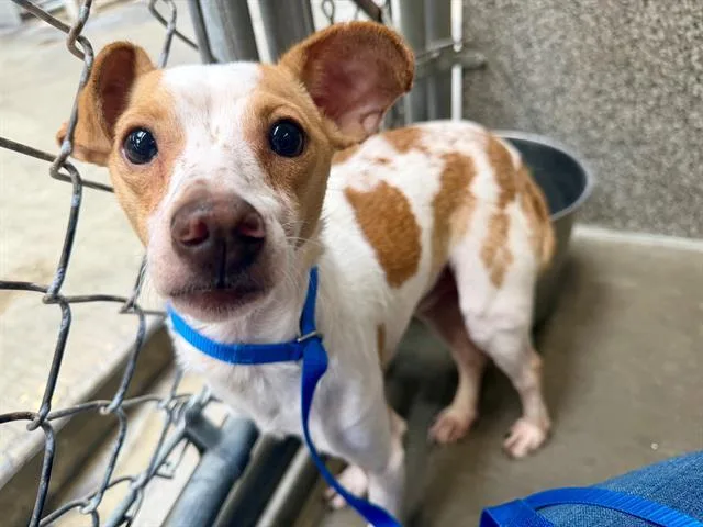 An adult small-sized male Chihuahua dog named Hogan for adoption in Santa Rosa, CA