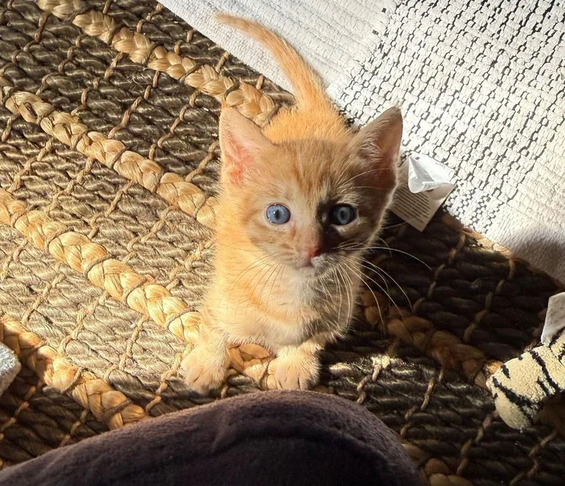 A baby medium-sized male Tabby (Orange / Red) Tabby cat named Mango for adoption in St. Petersburg, FL