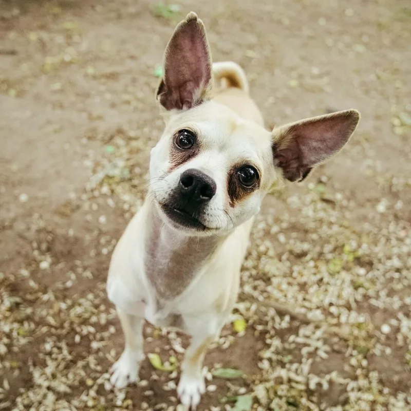 An adult small-sized male Yellow / Tan / Blond / Fawn Chihuahua dog named Mario for adoption in Prior Lake, MN