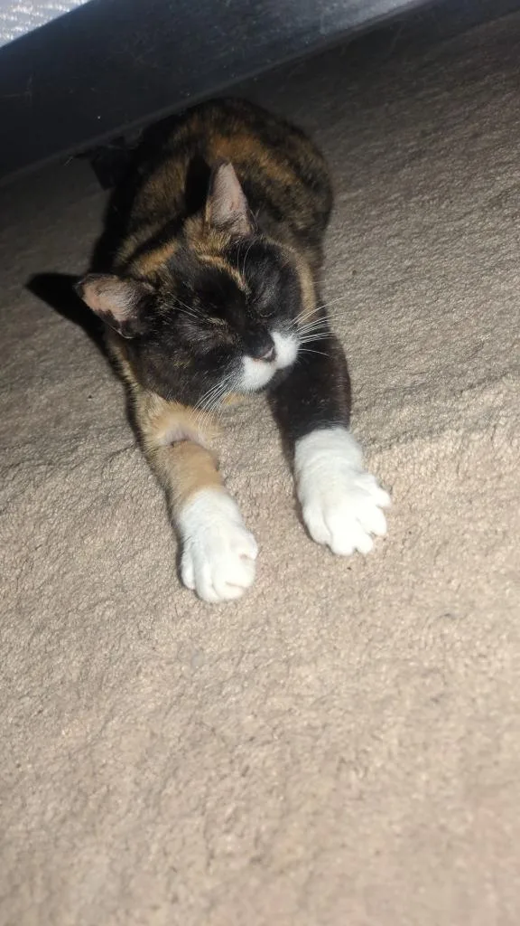A senior medium-sized female Domestic Short Hair cat named Miss Prissy for adoption in Minneapolis, MN