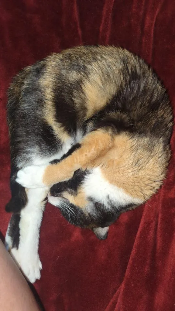 Miss Prissy thumbnail 3