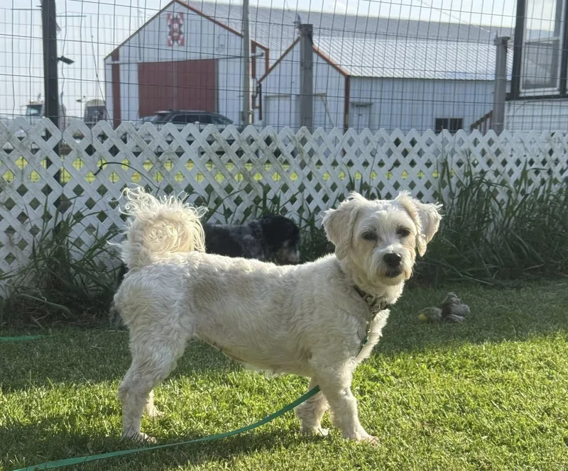 An adult small-sized female Havanese dog named Salsa for adoption in Decorah, IA