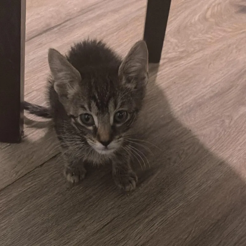 A baby small-sized female Brown / Chocolate Domestic Short Hair cat named Nebula for adoption in Naples, FL