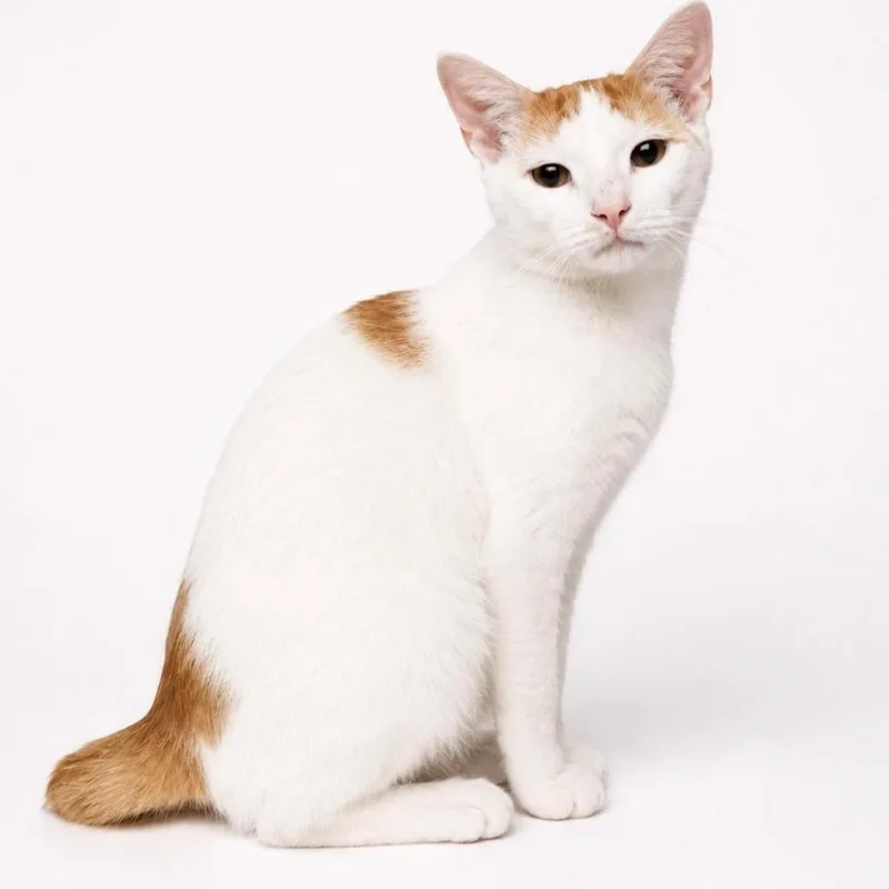 A young medium-sized male Orange / Red Domestic Short Hair cat named Charlie for adoption in Boston, MA