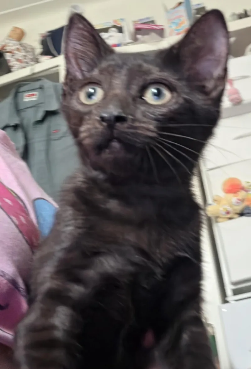 A baby small-sized female Black Domestic Short Hair cat named Cantata for adoption in New York, NY