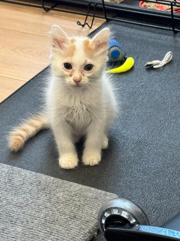 A baby small-sized male Domestic Medium Hair cat named Finch for adoption in Little Rock, AR
