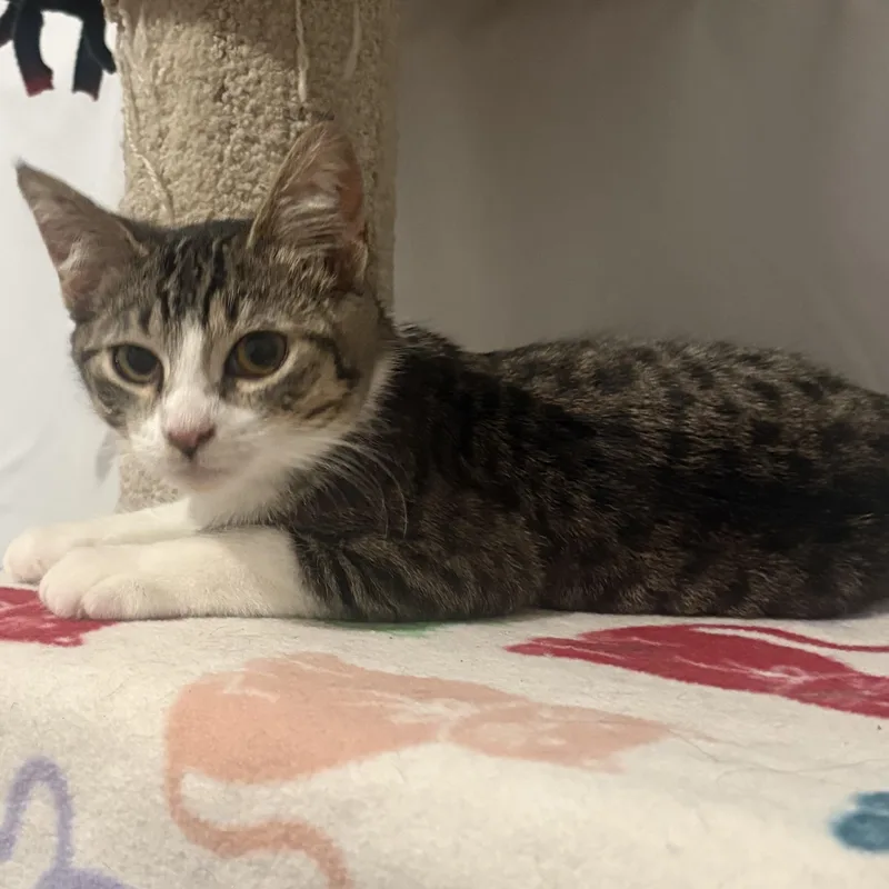 A baby small-sized female Gray & White Domestic Short Hair cat named Jasmin for adoption in Orange, CA