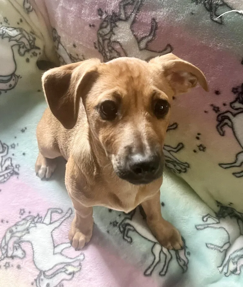 A baby medium-sized female Black Mixed Breed dog named Velma for adoption in Seale, AL