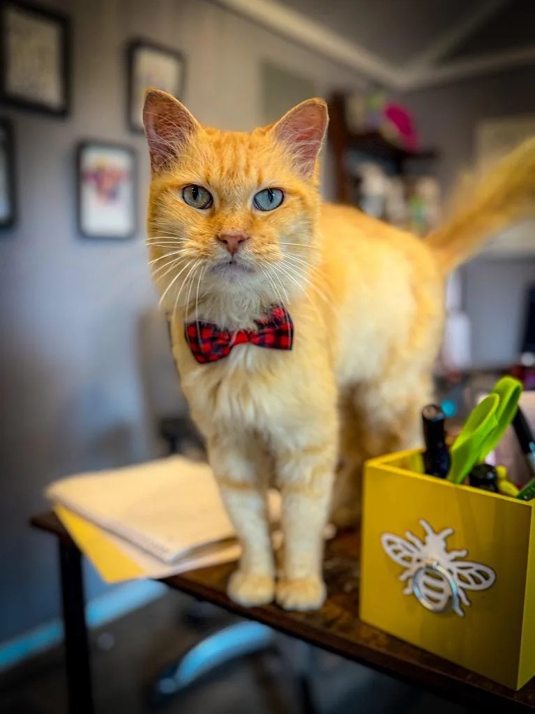 A young large-sized male Domestic Long Hair cat named Arthur Weasley for adoption in Nashville, GA