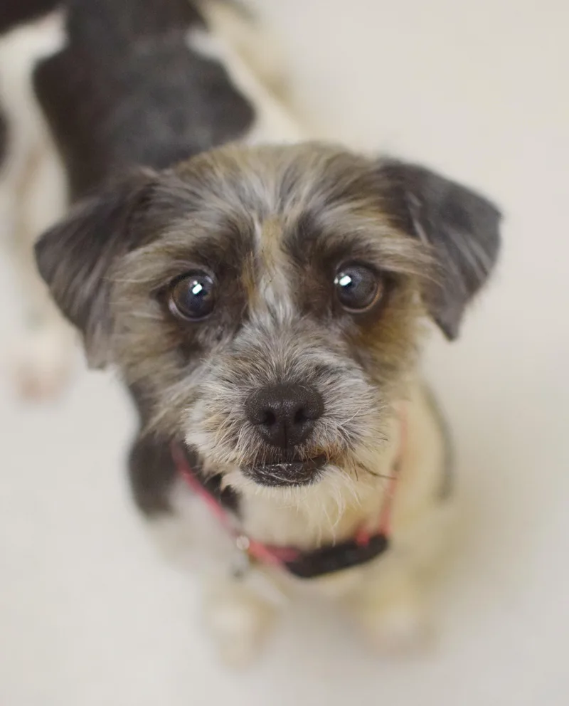 An adult small-sized male Tricolor (Brown, Black, & White) Shih Tzu dog named Domino for adoption in Pontiac, MI