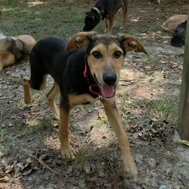 A baby medium-sized female Black Mixed Breed dog named Madonna for adoption in BONIFAY, FL