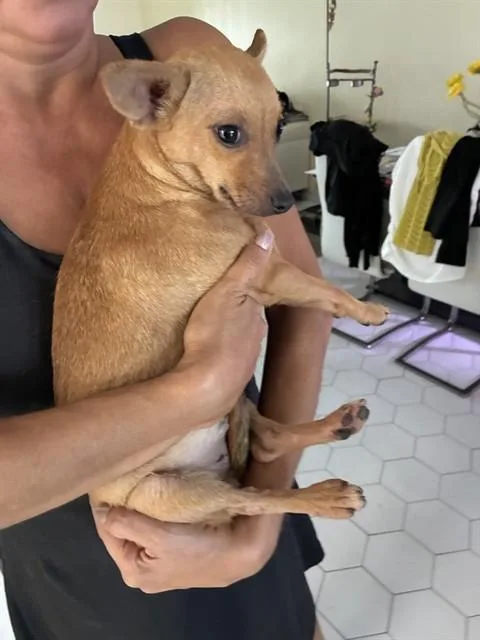 A young small-sized female Chihuahua dog named Kiki for adoption in Miami, FL