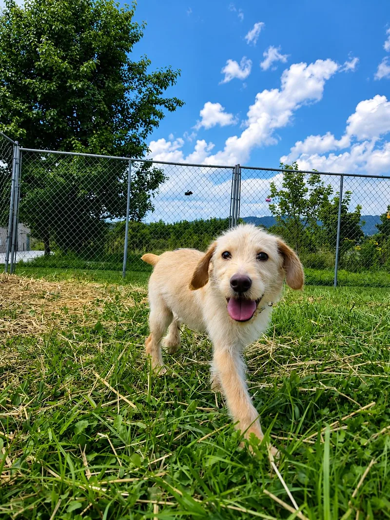 A young medium-sized male Mixed Breed dog named Andy for adoption in Moundsville, WV