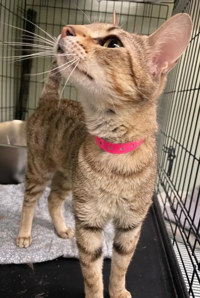 A young medium-sized female Domestic Short Hair cat named Baroness for adoption in Muskegon, MI