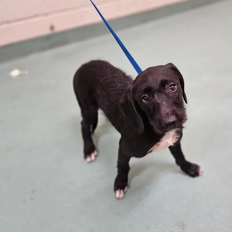 An adult small-sized female Black Mixed Breed dog named Katrina for adoption in Memphis, TN