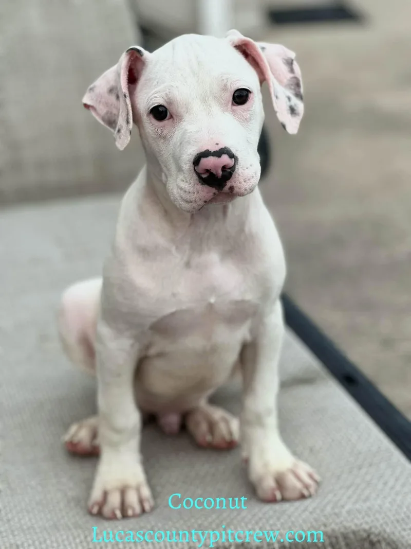 A baby medium-sized male White / Cream American Staffordshire Terrier dog named Coconut for adoption in Toledo, OH