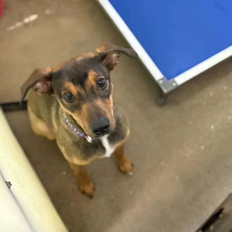 Maverick thumbnail 2