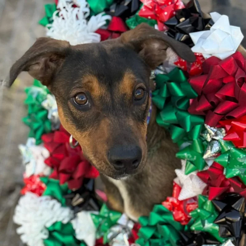 Maverick thumbnail 3