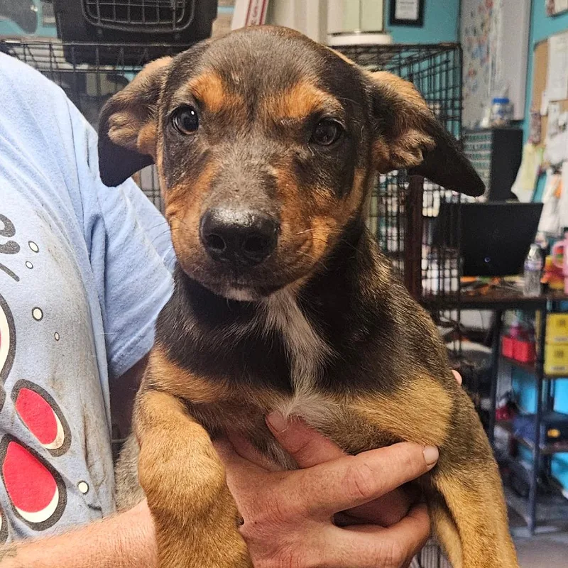 Maverick thumbnail 4