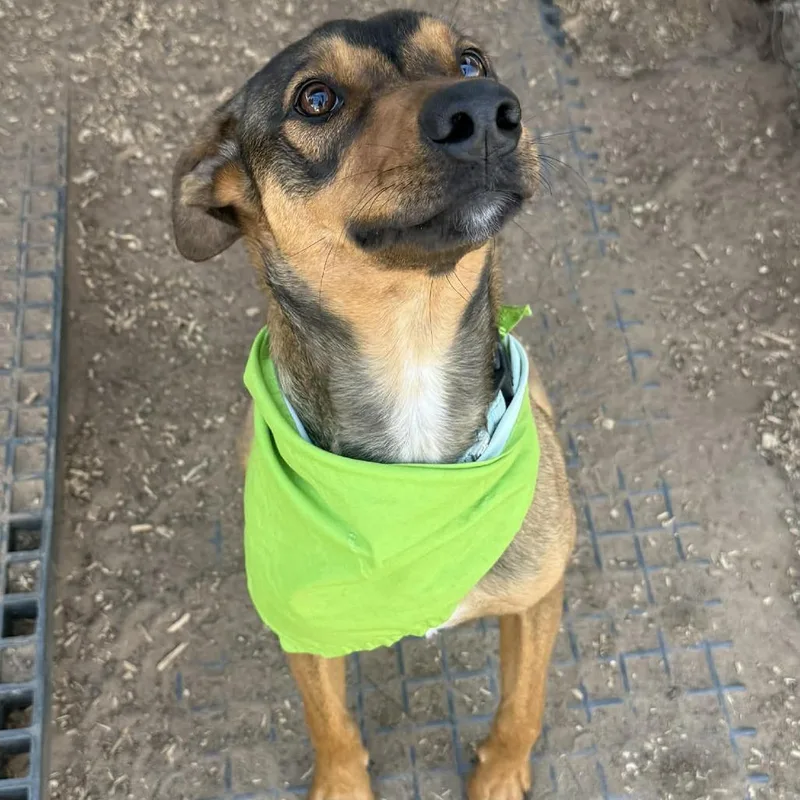 Maverick thumbnail 5