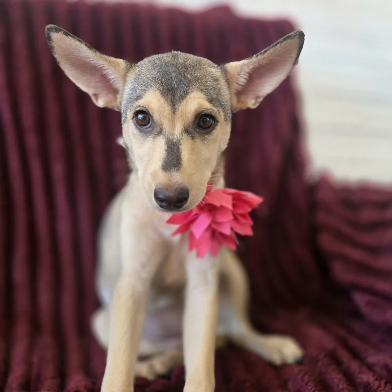 A baby medium-sized female Apricot / Beige Terrier dog named Jewel for adoption in Houston, TX
