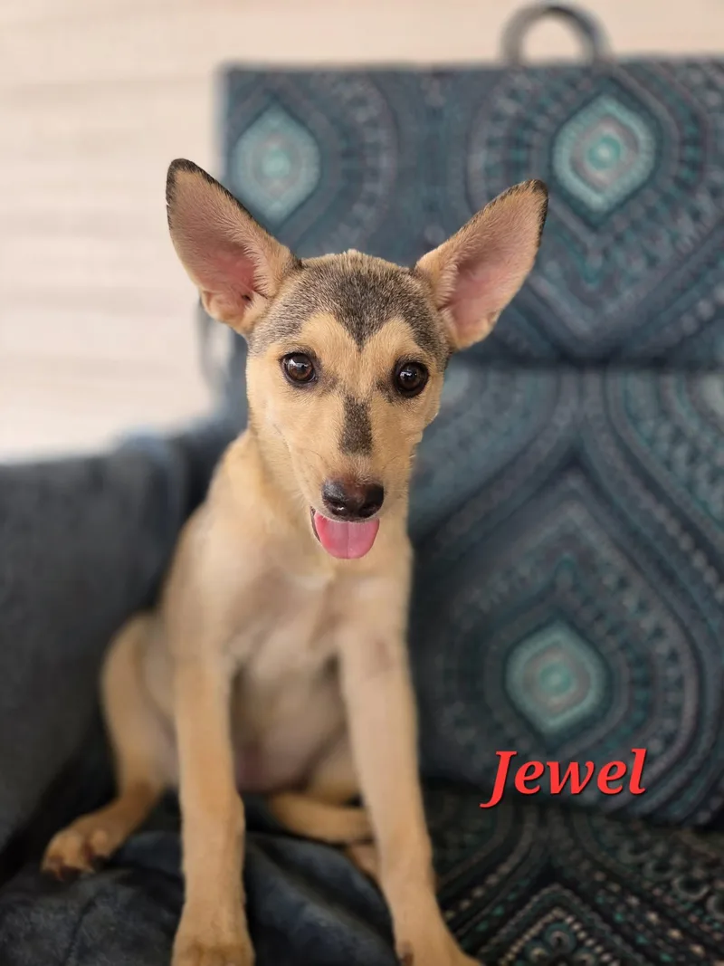 Jewel thumbnail 5