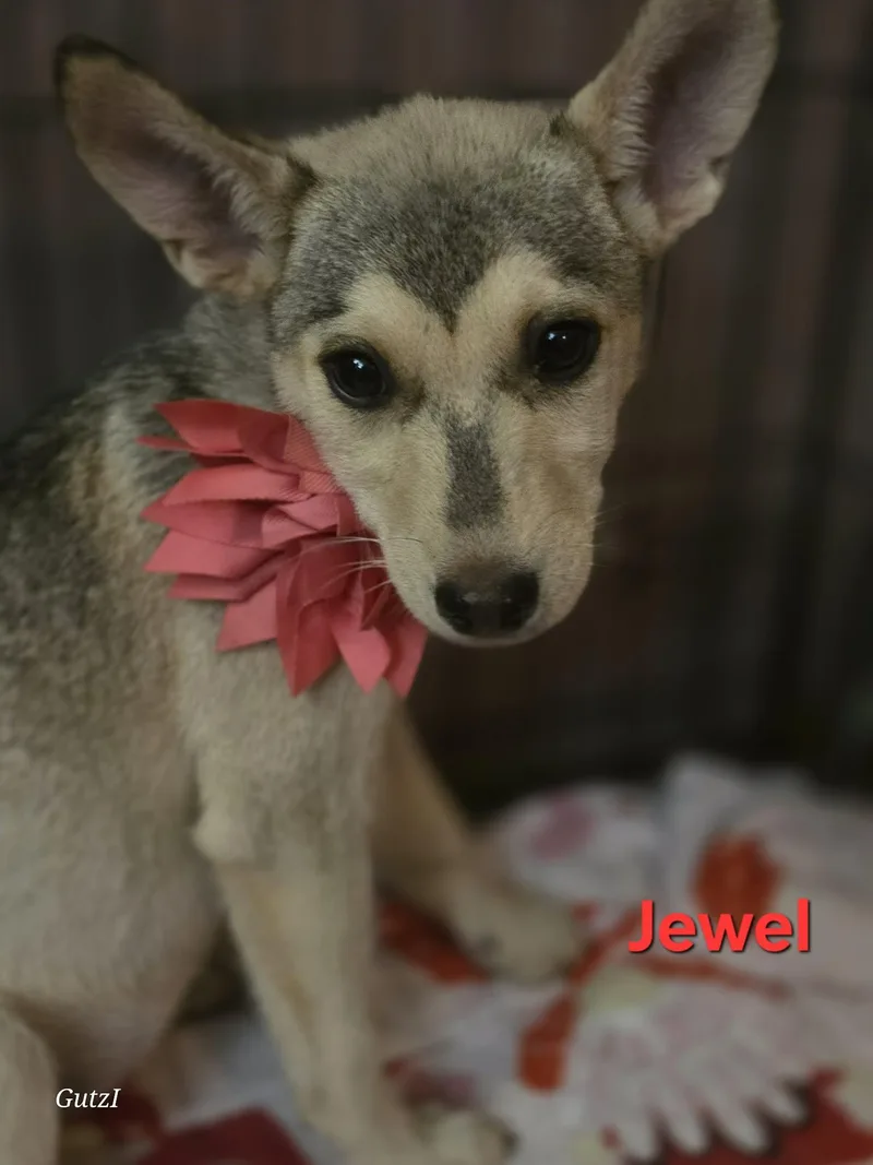 Jewel thumbnail 6