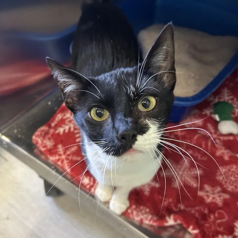 An adult medium-sized female Black Domestic Short Hair cat named Joann for adoption in Emporia, KS