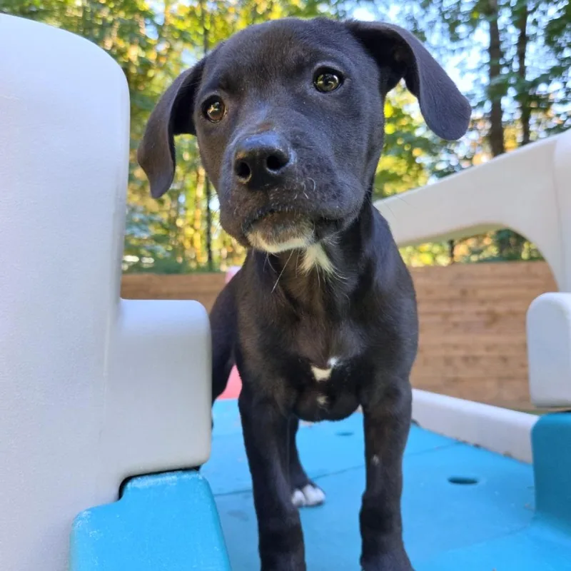 A baby small-sized female Pit Bull Terrier dog named Daisy for adoption in Woodinville, WA