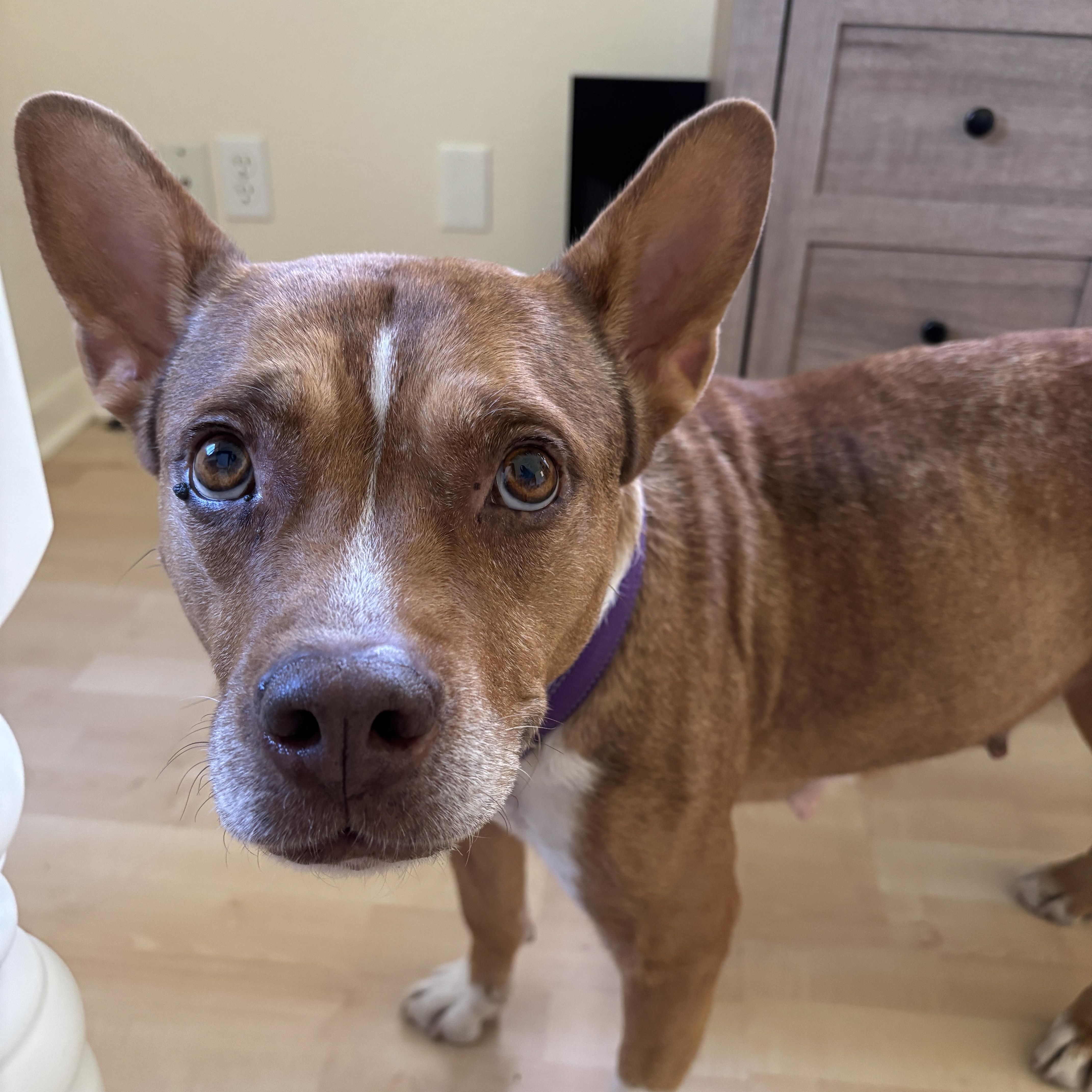 A senior medium-sized female Apricot / Beige Cattle Dog dog named Boots Gentle Soul for adoption in Grass Valley, CA